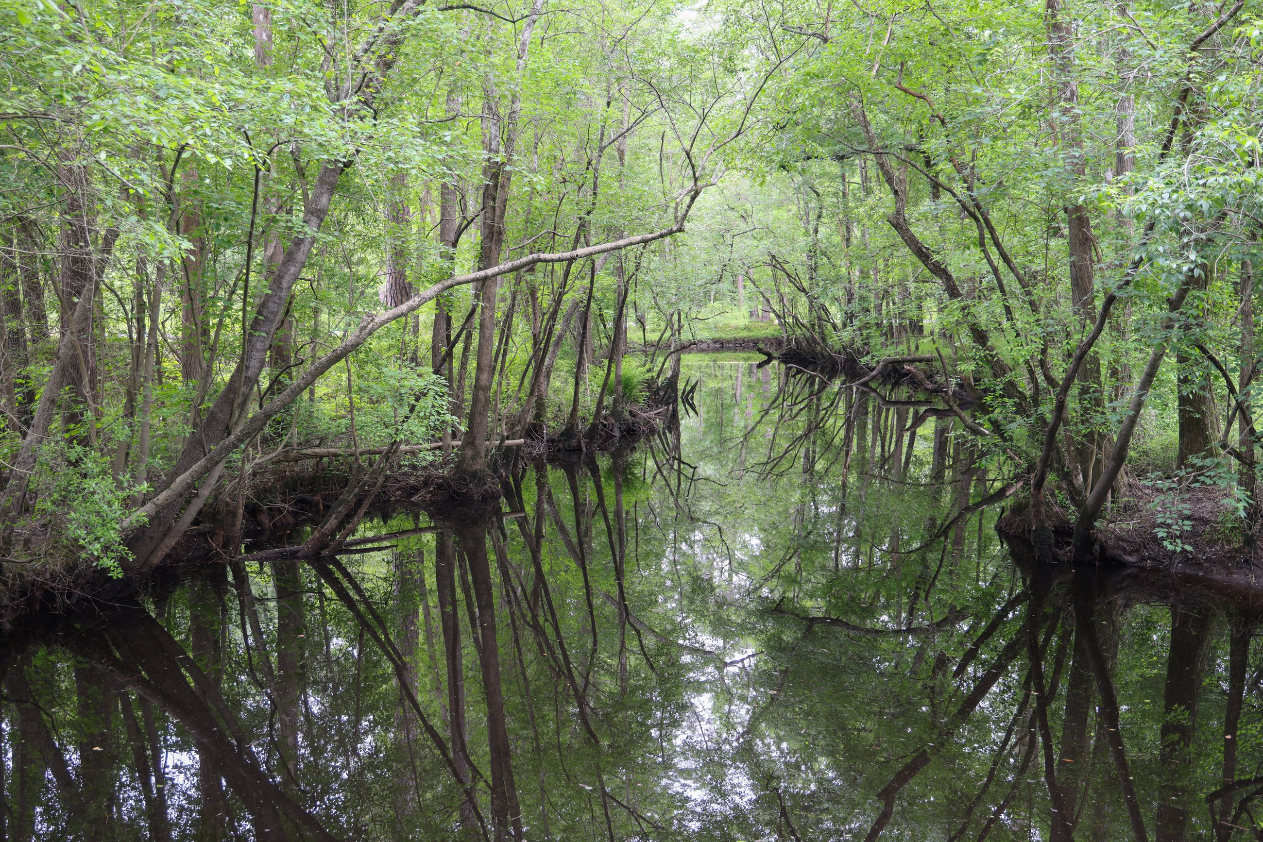 Black river at Moores Creek Battle Field 